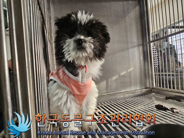한국동물구조관리협회_441560202401415